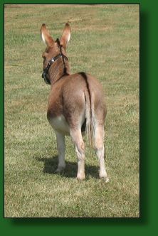 The Elms Little Red Gun LN