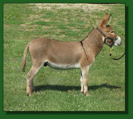 The Elms Red Hot Wind