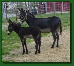Merry-Go-Round's Delilah & Cup Cake = Lot #23