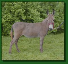 Glamour of Shawmar - Lot #8