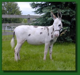 Parkside Black Eyed Susan - Lot #27