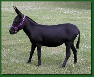 Lot #22 ~ The Elms Perfect Black