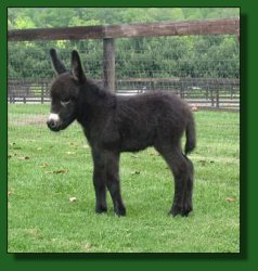 Lot 29 ~ Wit's End Ahhh Cappella