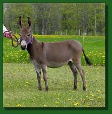 Ass-Pirin Acres Rapsody - Lot #30