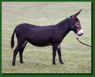 Lot #50 ~ Sunset Acres Baby Snickers