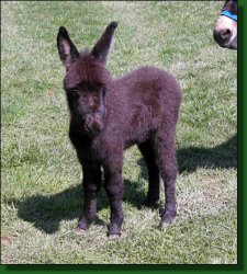 The Elms Bandit, black jack