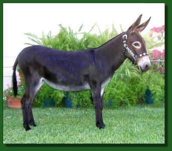 Frontier Legends Bandit Queen ~ Lot #19