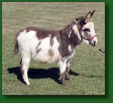 The Elms Mojave's Belle