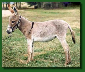 Lot #14 ~ Perfection's Blushes X'Treme