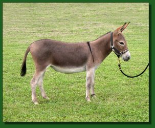 Lot #1 ~ The Elms Bonnie Glow