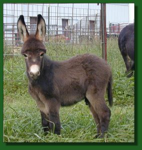 Click photo of miniature donkey to enlarge image