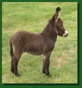 Click photo of miniature donkey to enlarge image