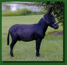 EA Dr. Chaboom - black miniature donkey herd sire