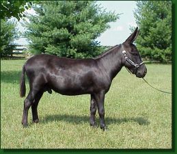 EA Dr. Chaboom - black miniature donkey herd sire