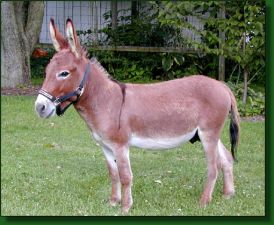 The Elms Eric The Red, dark sorrel miniature donkey herd sir