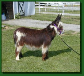 Lot #34 ~ MGF Ebony and Ivory