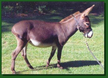 Lot #33 ~ Feather Ridge's Latonia