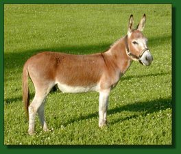 MGF Fiftyfire, sorrel miniature donkey jack 