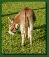 MGF Fiftyfire, sorrel miniature donkey jack 