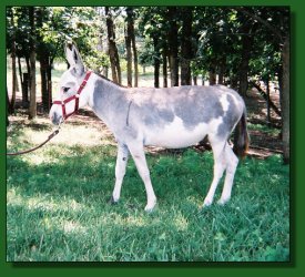 Lot #23 ~ Gardner's Henrietta M