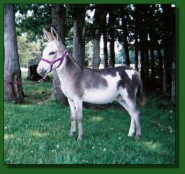 Lot #5 ~ Gardner's LaCantera