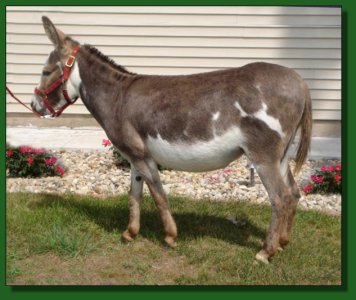 Hill's Haven Josie ~ Lot #12