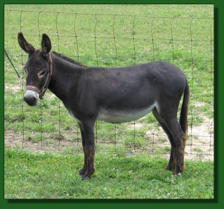 Long Run City of Angels ~ Lot #45