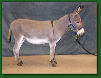 Lot 8 ~ Long Run Practical Magic