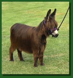 MGF Warm Fuzzy 533 ~ Lot #43