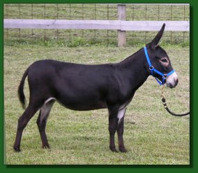 Lot #40 ~ MGF Midnight Rhapsody 439