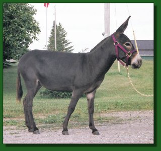 McHugh's Dark Obsession ~ Lot #34