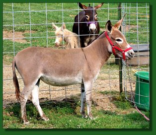 Lot # 59 ~ Merry-Go-Round's Lady Bug