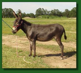 Lot #53 ~ Ass-Pirin Acres Miss Vickie
