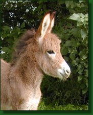 The Elms Fifty's Mom Cherie