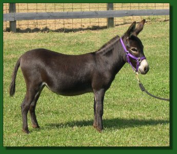 The Elms Moon Shadow ~ Lot #55