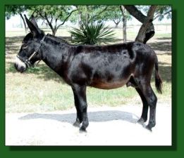 PMF Equinox - Lot #6