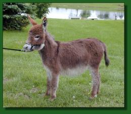 MGF Venus Red Passion Flower - Lot #12