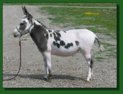 Heiken's Ark Pippi M ~ Lot #47