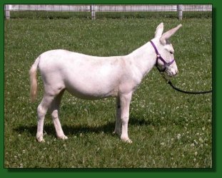 Lot #45 ~ MGF Porcelain Doll