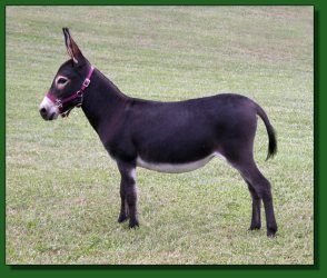 Lot # 27 ~ The Elms Precious Jewel