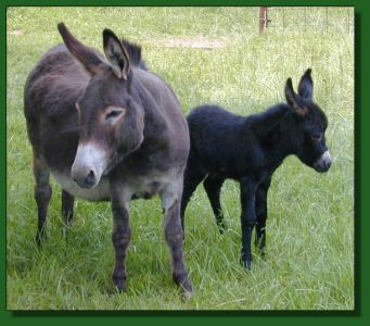 The Elms Queen of Spades