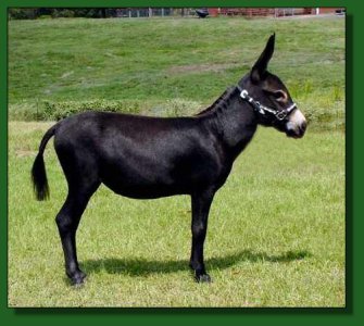 Short & Sweet Raven's Fire ~ Lot #59