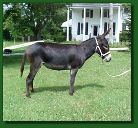 Lot 17 ~ Ravenwood Spice