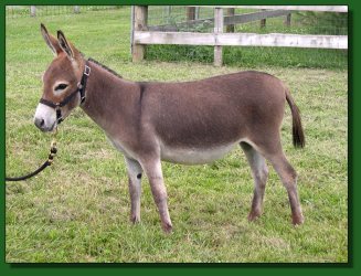 Lot # 12 ~ MGF Red Hot Mama 416