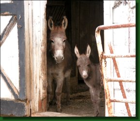 The Elms Prairie Rose