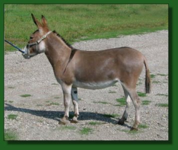 Heiken's Ark Rosalie F ~ Lot # 15