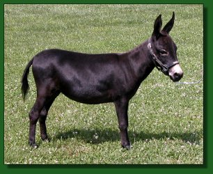 Lot #44 ~ Shadow Mist