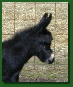 The Elms Shining Black Knight