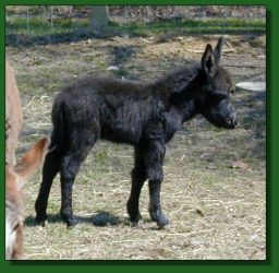 Sweet Harmony and Black Knight's 2006 Jack Foal