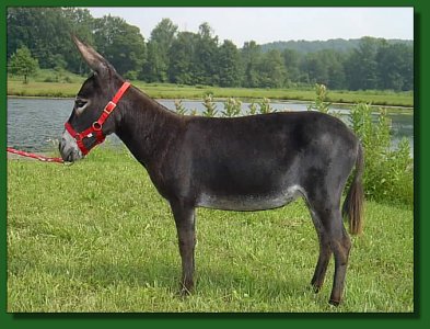 KZ Taramasue ~ Lot #64